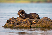 Spotted necked otter (Hydrictis maculicollis) eating leopard squeaker fish, Chobe River, Botswana, Africa