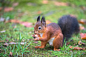 Red squirrel (Sciurus vulgaris), Eskrigg Nature Reserve, Lockerbie, Scotland, United Kingdom, Europe