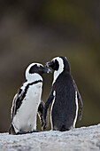 African Penguin (Spheniscus demersus) pair, Simon's Town, South Africa, Africa