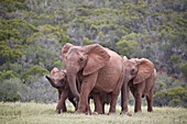 African Elephant (Loxodonta africana) group, Addo Elephant National Park, South Africa, Africa