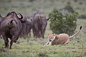 Lioness (Panthera leo) aborting an attack on a Cape Buffalo herd, Addo Elephant National Park, South Africa, Africa
