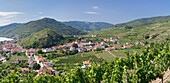 Vineyards in summer, Danube River, Spitz, Cultural Landscape Wachau, UNESCO World Heritage Site, Austria, Europe