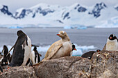 Rare leucistic gentoo penguin (Pygoscelis papua) in a colony, Gonzalez Videla Station, Waterboat Point, Paradise Bay, Antarctica, Polar Regions