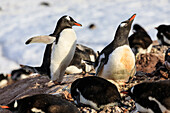 Gentoo penguin (Pygoscelis papua) colony, early morning sun, Neko Harbour, Graham Land, Antarctic Continent, Antarctica, Polar Regions