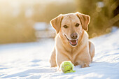 Golden Labrador in the snow with a tennis ball, United Kingdom, Europe