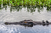 Saltwater crocodile in Kakadu, Northern Territory, Australia, Pacific