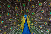 Indian Peacock (Pavo Cristatus) plumage display in the grounds of Barcelona Zoo, Catalonia, Spain, Europe