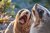 Juvenile New Zealand sea lions (Hooker's sea lions) play in dunes at Allans Beach, Otago Peninsula, Otago, South Island, New Zealand, Pacific