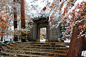 First fall of snow onto autumn coloured maple leaves, at entrance to Kubota Itchiku Kimono Museum, Fujikawaguchiko, Japan, Asia