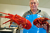 Gekochte Riesenlangusten in einem Fischladen auf Kangaroo Island, Kangaroo Island, Südaustralien, Australien