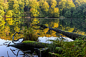 Teich mit toten Baum im Sassnitz NP Jasmund, Rügen, Ostseeküste, Mecklenburg-Vorpommern, Deutschland