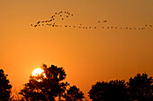 Migratory birds at sunset on the island Ummanz, Kranichbeobachtung Stelle, Baltic Sea Coast, Mecklenburg-Vorpommern Germany