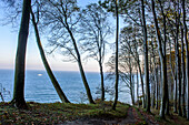 Autumn coloration on the chalk cliffs, Ruegen, Baltic Sea coast, Mecklenburg-Vorpommern, Germany