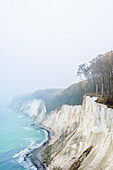 Autumn coloration on the chalk cliffs, Ruegen, Baltic Sea coast, Mecklenburg-Vorpommern, Germany