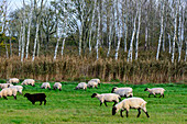 Sheep at the Cranes Observatory Pramort, Ostseekueste, Mecklenburg-Vorpommern Germany