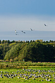 Crane diversion feed at Günz, Ostseekueste, Mecklenburg-Vorpommern, Germany