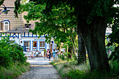 Tree avenue in the village Kloster, Hiddensee, Ruegen, Baltic Sea coast, Mecklenburg-Vorpommern, Germany