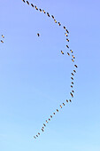 Gänse fliegen am Himmel, Neündorf, Hiddensee, Rügen, Ostseeküste, Mecklenburg-Vorpommern, Deutschland