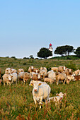 Herd of cows in front of lighthouse Dornbusch, Hiddensee, Ruegen, Baltic Sea coast, Mecklenburg-Vorpommern, Germany