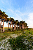 Landscape at the lighthouse Hellen in the evening light, Hiddensee, Ruegen, Baltic Sea coast, Mecklenburg-Vorpommern, Germany