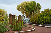 Kakteengarten im Freilichtmuseum Museo del Queso Majorero, Antigua, Fuerteventura, Kanaren, Kanarische Inseln, Islas Canarias, Atlantik, Spanien, Europa