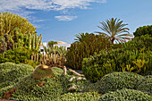 Cactus garden in the museum Museo del Queso Majorero and Molino de Antigua at Antigua, Fuerteventura, Canary Islands, Islas Canarias, Atlantic Ocean, Spain, Europe