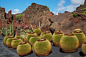 Cactus garden near Guatiza, Jardín de Cactus, César Manrique, Lanzarote, Canary Islands, Islas Canarias, Spain, Europe