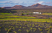 Wine growing area La Geria at the foot of the Montanas del Fuego de Timanfaya, Lanzarote, Canary Islands, Islas Canarias, Spain, Europe
