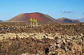 Parque Natural de los Volcanes near Masdache, Lanzarote, Canary Islands, Islas Canarias, Spain, Europe
