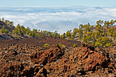 Canarian pine forest at the volcano Chinyero and view towards La Palma, Parque Nacional del Teide, Natural Heritage of the World, Tenerife, Canary Islands, Islas Canarias, Spain, Europe