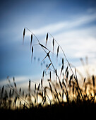 Close-up, low angle view of grasses.