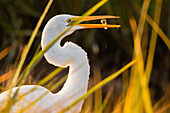 Great egret (Ardea alba) feeding on fish, Kennebunk, Maine, USA