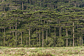 Araucaria pine trees (Brazilian Pines) in Cambara do Sul, Rio Grande do Sul, Brazil