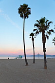 Palm trees and lifeguard hut at Venice Beach, Los Angeles, California, USA