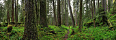 Scenery of Hoh rainforest, Washington State, USA