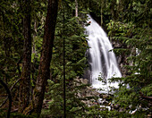 Spring run off leads to rivers and creeks running high with water. Here Rainbow falls in Whistler, British Columbia, Canada can be seen through a lush green forest.