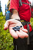 Close up of man hand holding alpine blueberries, Merritt, British Columbia, Canada