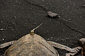 A sea turtle with a tracking transmitter on its shell rests on the shore of Punaluu Black Sand Beach Park.