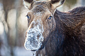 Close up view of cow moose covered in snow, Jackson Hole, Wyoming, USA