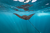 Manta ray swimming underwater, Nusa Penida, Bali, Indonesia