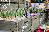 Plants at street market, London, England, UK