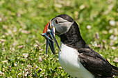Puffin with beak full of sandeels, Skomer Island, Pembrokeshire, Wales, United Kingdom, Europe