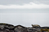 Seal, Westfjords, Iceland, Polar Regions