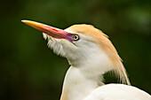 Portrait of Cattle Egret (Bubulcus ibis), United States of America, North America