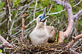 Red-footed Booby (Sula sula) sitting on a nest, Genovesa island, Galapagos National Park, Ecuador, South America