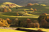 Sunlit fields, hillside and autumn colour close to Grassington, Wharfedale, Yorkshire Dales National Park, North Yorkshire, Yorkshire, England, United Kingdom, Europe