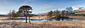Winter scenery of Scots pines and frosted grasses at Loch Tulla, Bridge of Orchy, Highlands, Scotland, United Kingdom, Europe