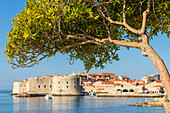 Single tree with view to the old town of Dubrovnik in the background, Croatia, Europe