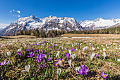 Crocus during spring blooming, Entova Alp, Malenco Valley, province of Sondrio, Valtellina, Lombardy, Italy, Europe
