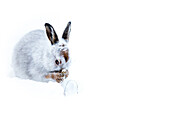 Mountain hare (Lepus timidus) in the Scottish Highlands, Scotland, United Kingdom, Europe